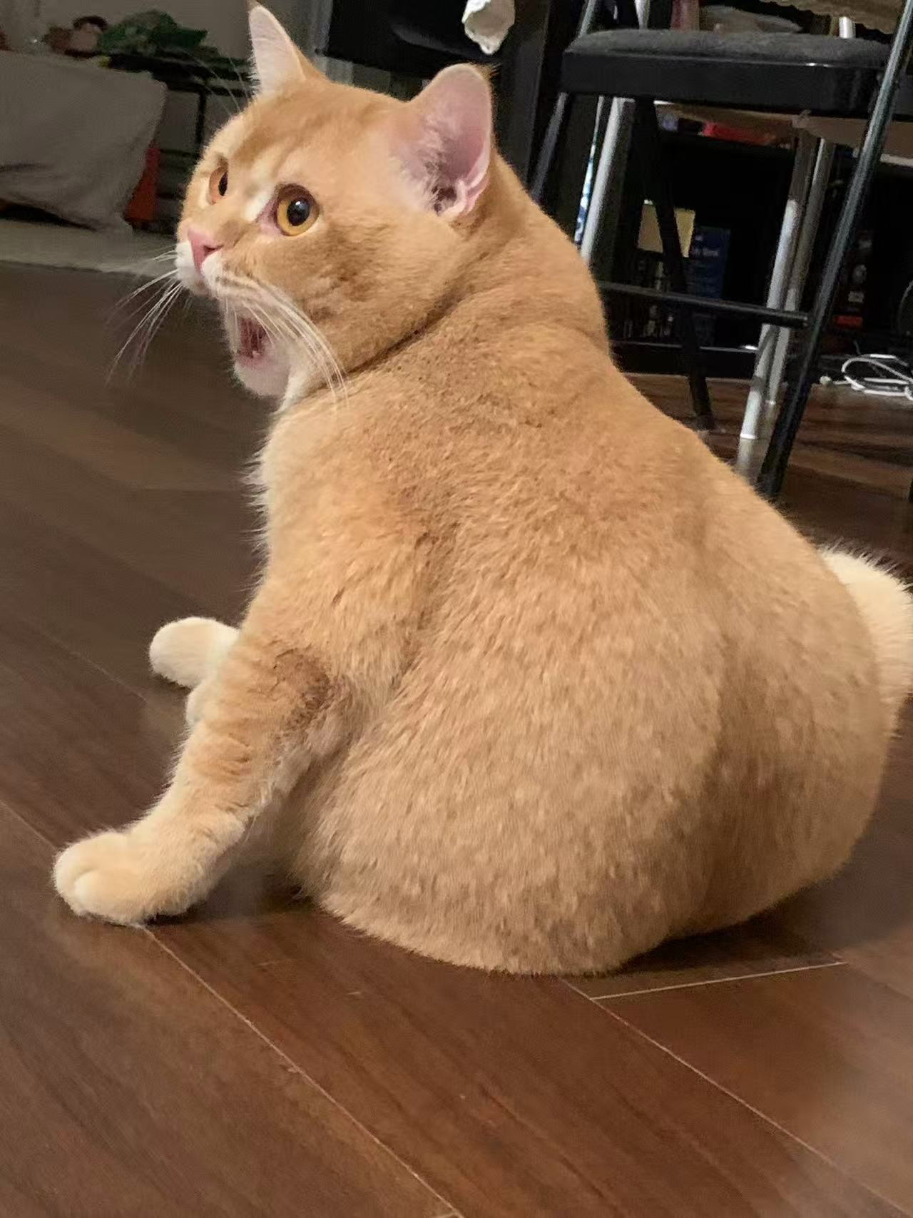 My orange cat looking back with an open-mouthed expression.
